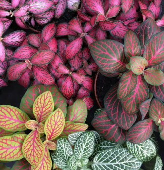 Fittonia