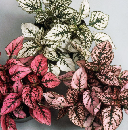 Polka dot plant