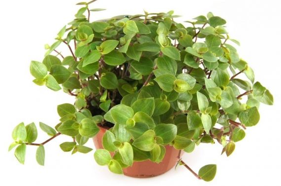 Schildpadplant