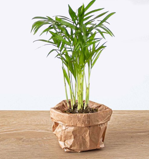 Bergpalm