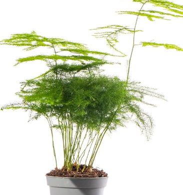 Asparagus varen