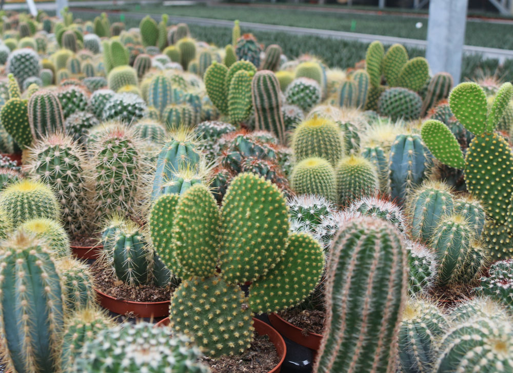 Cactussen