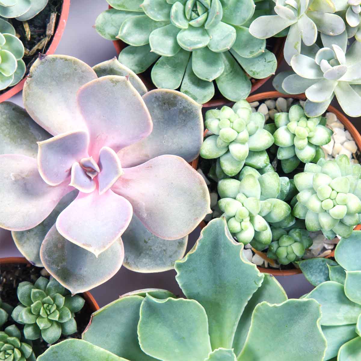 Vetplanten