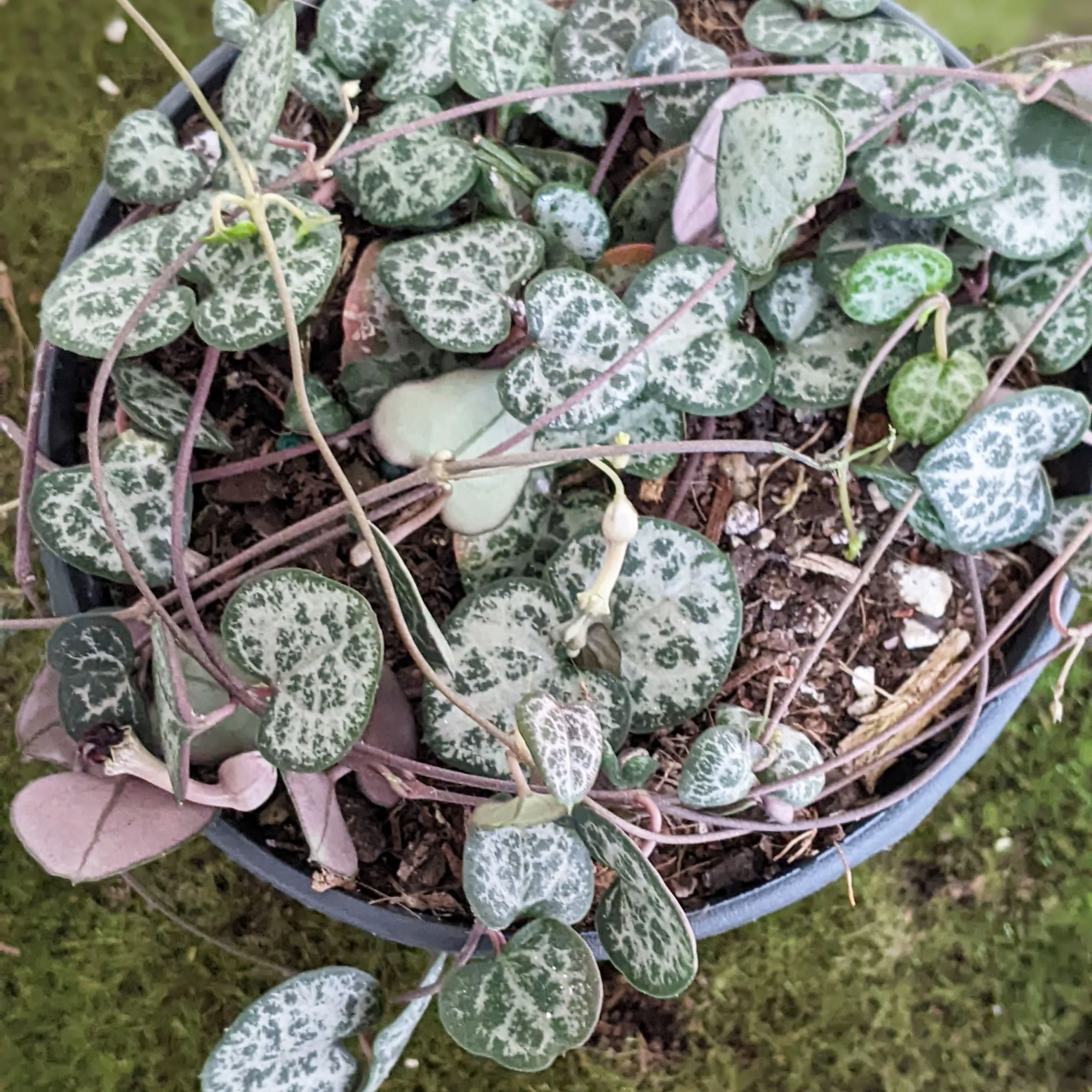 String of hearts